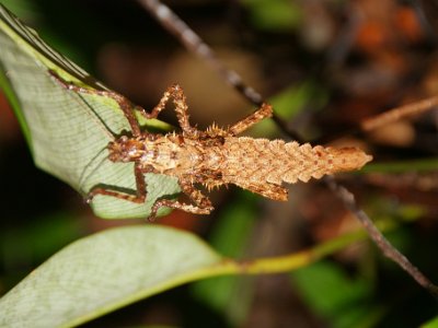 Stick insect (2)